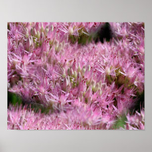 Pink Sedum Autumn Flowers Multiplied Poster