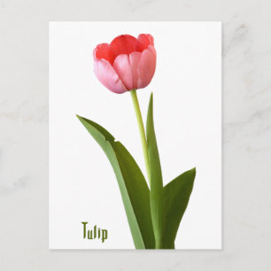 Pink Spring Tulip Natuur Floral Fotografie Briefkaart