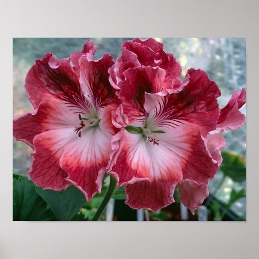 Pink Summer Flowers Photo Nature Poster (Devant)