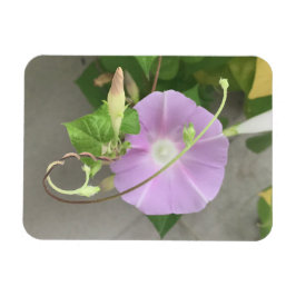 Pink Symphony Morning Glory Magneet