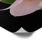 Pink Torch Ginger Hawaii Exotic Poster Prints (Coin)