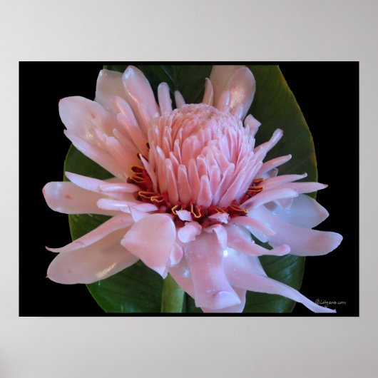 Pink Torch Ginger Hawaii Exotic Poster Prints (Devant)