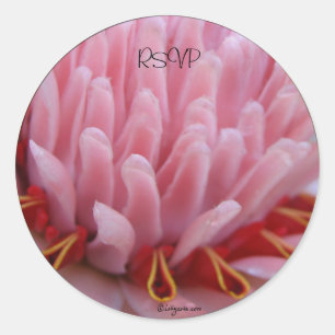 Pink Torch Ginger Wedding Envelope Afdichtingen /  Ronde Sticker