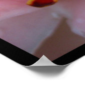 Pink Torche Ginger Bloom Exotic Poster Imprimer (Coin)