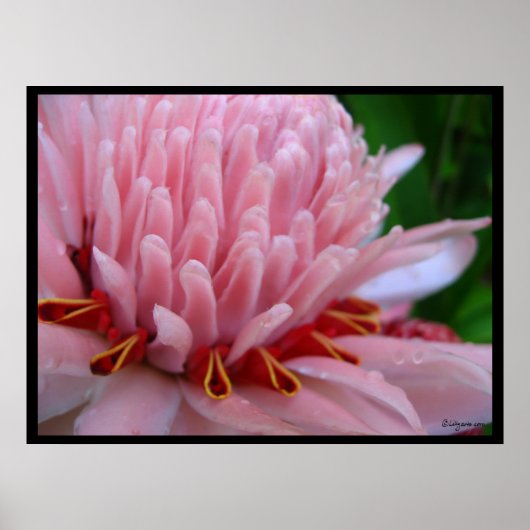 Pink Torche Ginger Bloom Exotic Poster Imprimer (Devant)