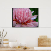 Pink Torche Ginger Bloom Exotic Poster Imprimer (Cuisine)