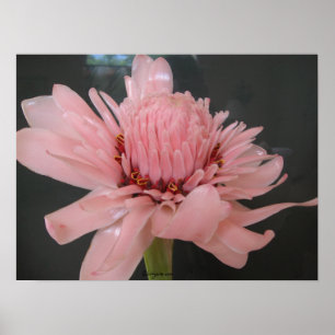 Pink Torche Ginger Exotic Poster Imprimer