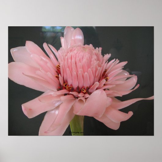 Pink Torche Ginger Exotic Poster Imprimer (Devant)