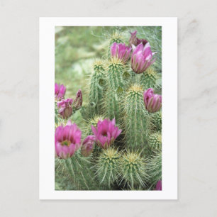 Pink Trill Bloom Cactus Arizona Foto Briefkaart