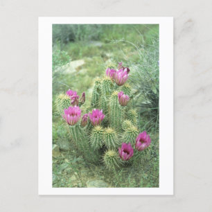 Pink Trill Desert Sonoran Arizona Carte postale