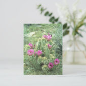 Pink Trill Desert Sonoran Arizona Carte postale (Debout devant)