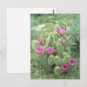 Pink Trill Desert Sonoran Arizona Carte postale (Devant / Derrière)