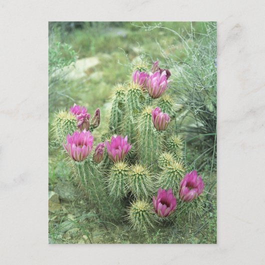 Pink Trill Desert Sonoran Arizona Carte postale (Devant)