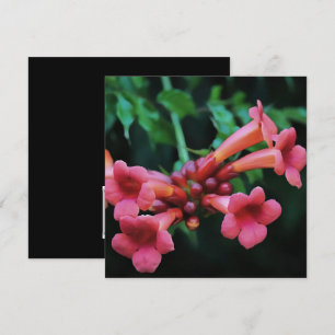 Pink Trumpet Honeysuckle Botanische Kunst Kaart
