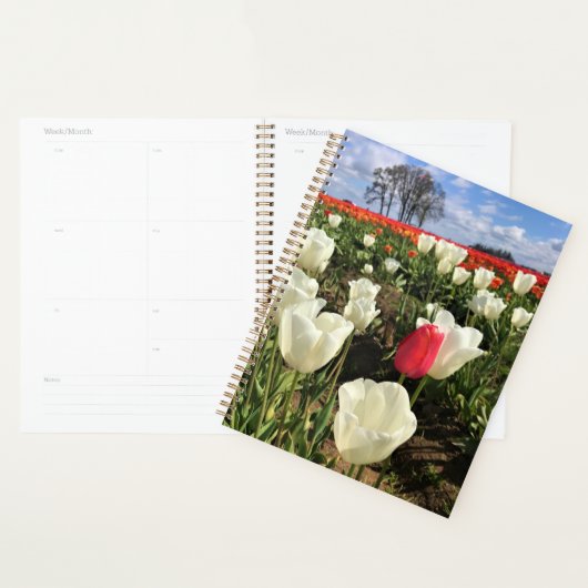 Pink tulip Standing Out, Oregon (Devant avec enveloppe)