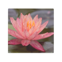 Pink Water Lily Metal Wall Art
