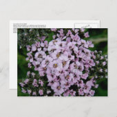Pink Yarrow, Unalaska Island Briefkaart (Voorkant / Achterkant)