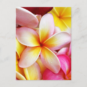 Pink Yellow Purple Plumeria Frangipani Flowers Briefkaart