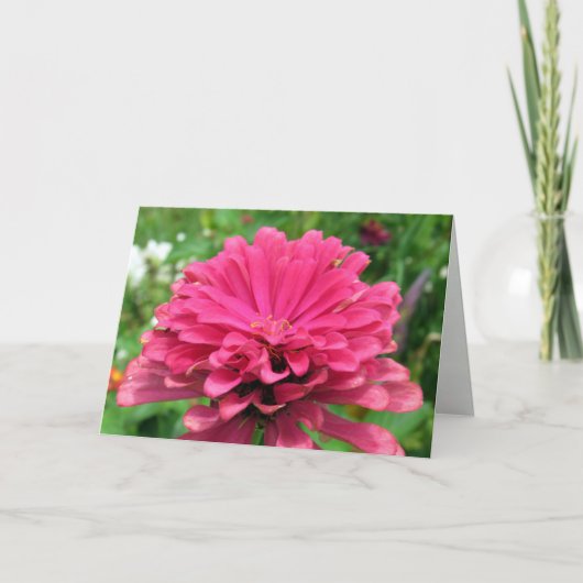 Pink Zinnia - Carte Anniversaire (Devant)