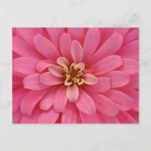 Pink Zinnia Flower Postcard Briefkaart
