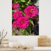 Pink Zinnia Flower Poster (Keuken)