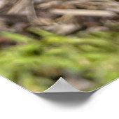 Pink Zinnia Flower Poster (Hoek)