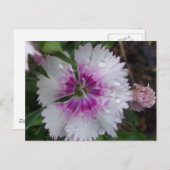 PINKDIANTHIE BRIEFKAART (Voorkant / Achterkant)