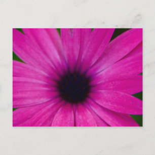 Pinkflower Briefkaart
