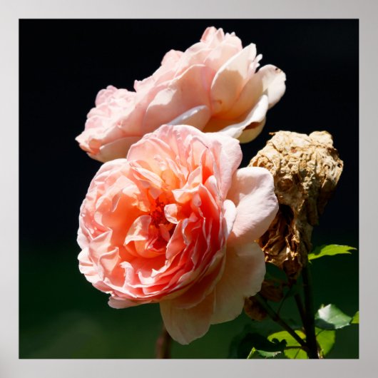 Pinkish Blooms Poster (Voorkant)