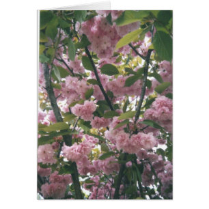 pinkspringbomen 001