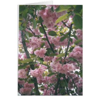 pinkspringtree 001