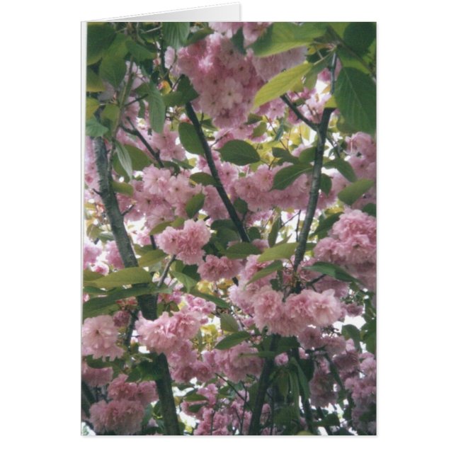 pinkspringtree 001 (Devant)