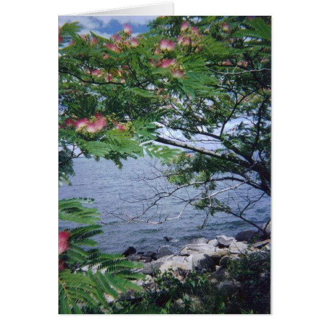 pinktreewaterview 001 (Voorkant)