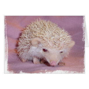 Pinky the Hedegel