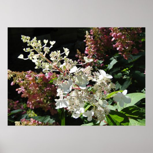 Pinky Winky Hydrangea Flowering Shrub Poster (Voorkant)