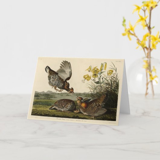 Pinnated Grouse (Grous) Audubon's Birds of America Kaart (Gele Bloem)