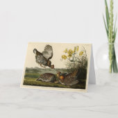 Pinnated Grouse (Grous) Audubon's Birds of America Kaart (Voorkant)