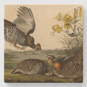 Pinnated Grouse (Grous) Audubon's Birds of America Stenen Onderzetter