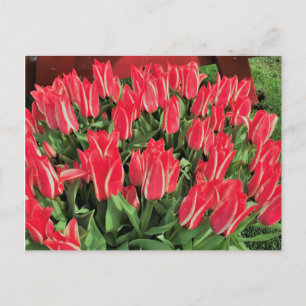 Pinocchio Tulips Briefkaart