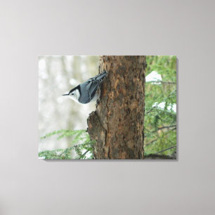 Pins d'hiver - toile Nuthatch à poitrine blanche I