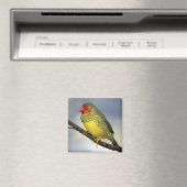 Pinson étoile aimant (In Situ (Lave-vaisselle))