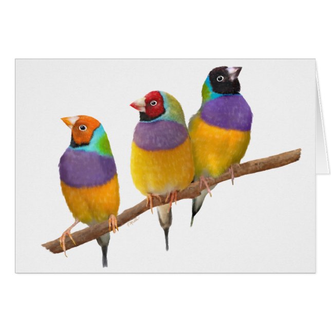 Pinsons colorés de Gouldian aux pastels (Devant horizontal)