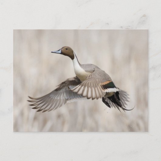 Pintail Drake Taking Flight Briefkaart (Voorkant)