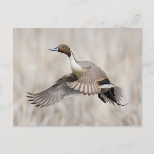 Pintail Drake Taking Flight Briefkaart