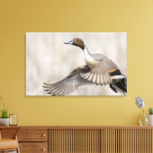 Pintail Drake Taking Flight Canvas Afdruk (Insitu (Woonkamer))