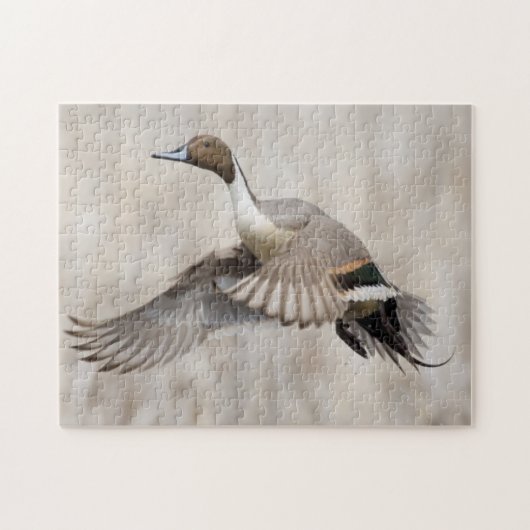 Pintail Drake Taking Flight Legpuzzel (Horizontaal)