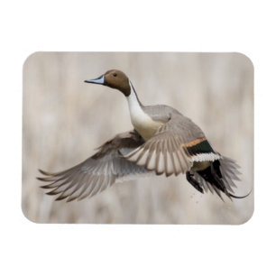 Pintail Drake Taking Flight Magneet