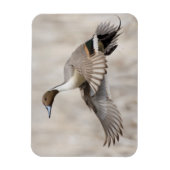 Pintail Drake Taking Flight Magneet (Verticaal)