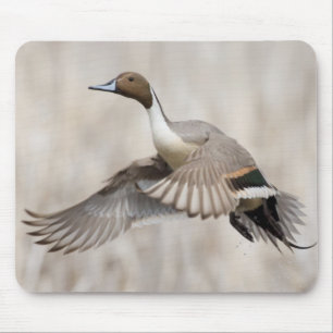 Pintail Drake Taking Flight Muismat