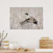 Pintail Drake Taking Flight Poster (Keuken)